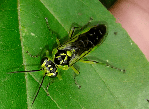 Tenthredinidae : Rhogogaster da ID